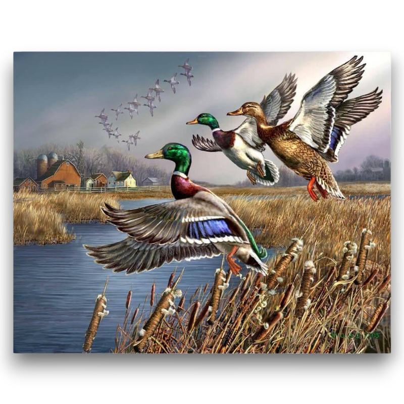 Flying Mallard Ducks Paint by Numbers