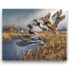 Flying Mallard Ducks Paint by Numbers
